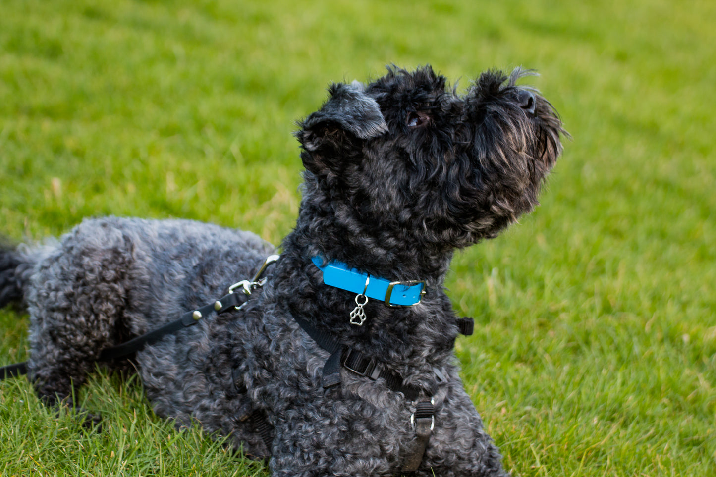 Hand-made BioThane Collar in Electric Blue