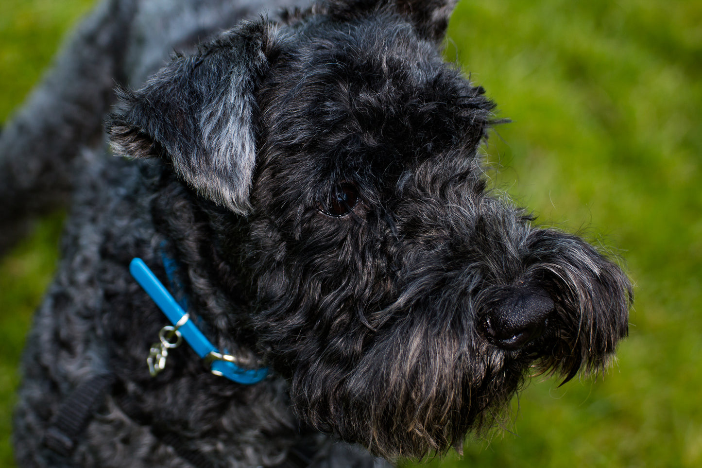 Hand-made BioThane Collar in Electric Blue