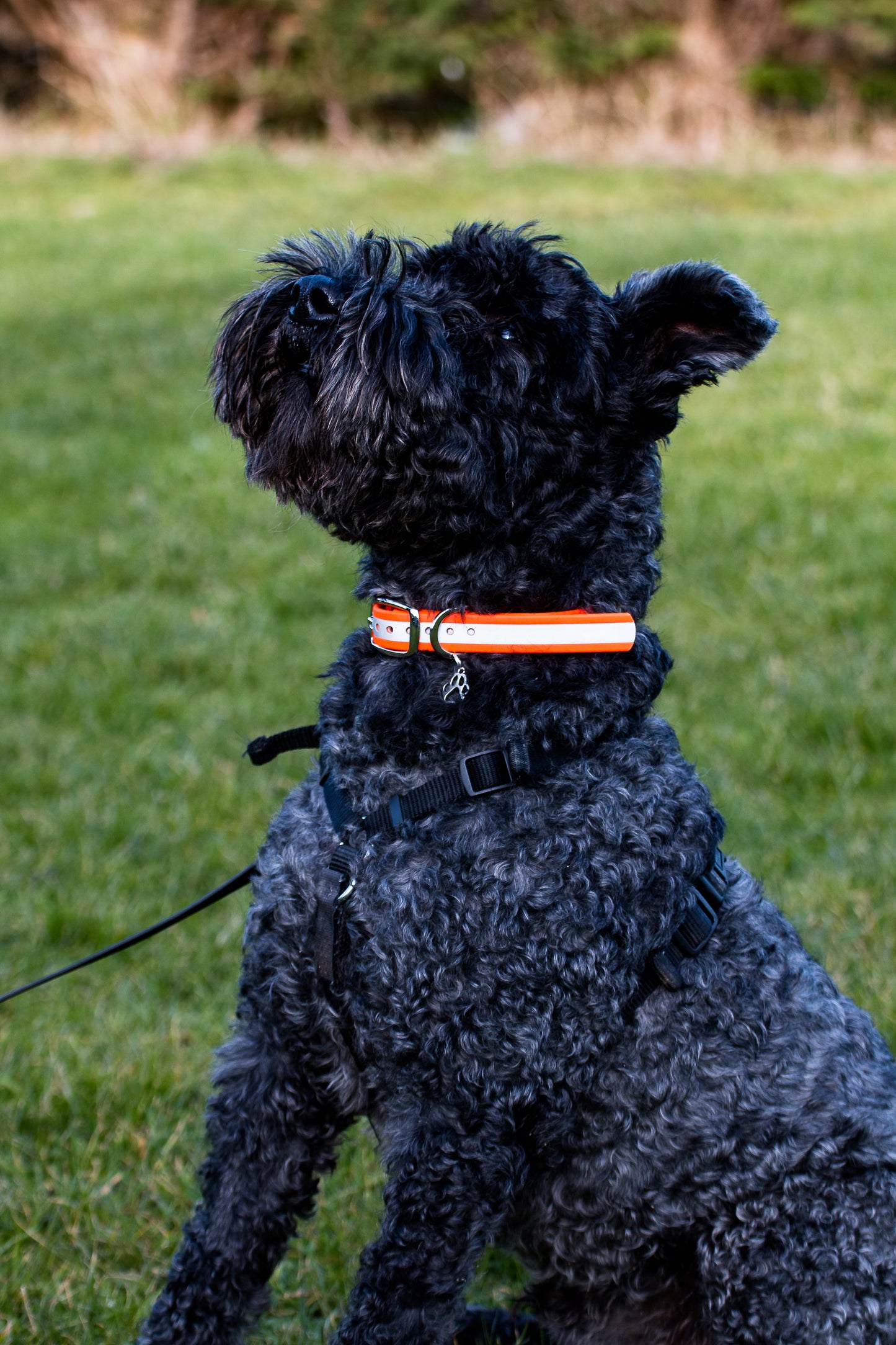 Hand-made BioThane Collar Reflective Orange