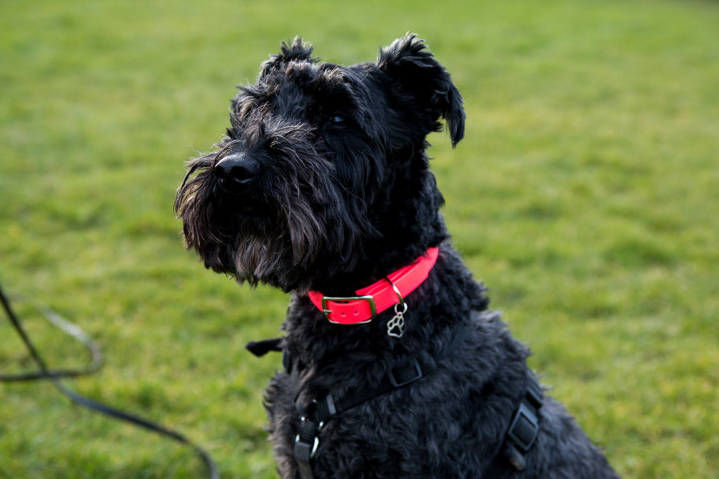 Hand-made BioThane Collar in Cerise