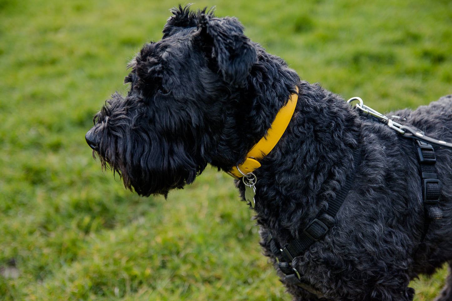 Hand-made BioThane Collar in Yellow